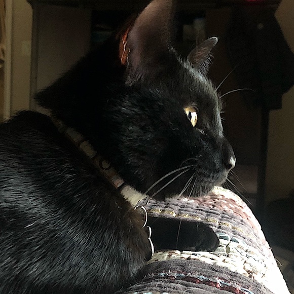 Meet your Posher, Jen - Picture 3 of 3